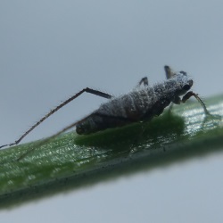 Eulachnus rileyi